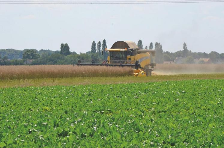 Les colzas récoltés confirment une hétérogénéité importante, avec des rendements qui vont de 15 à 55 q/ha dans les meilleures situations observées.
