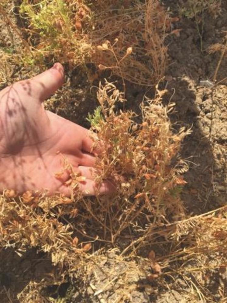 Lentilles et cameline forment une association astucieuse tant sur le plan agronomique que pour la récolte.
