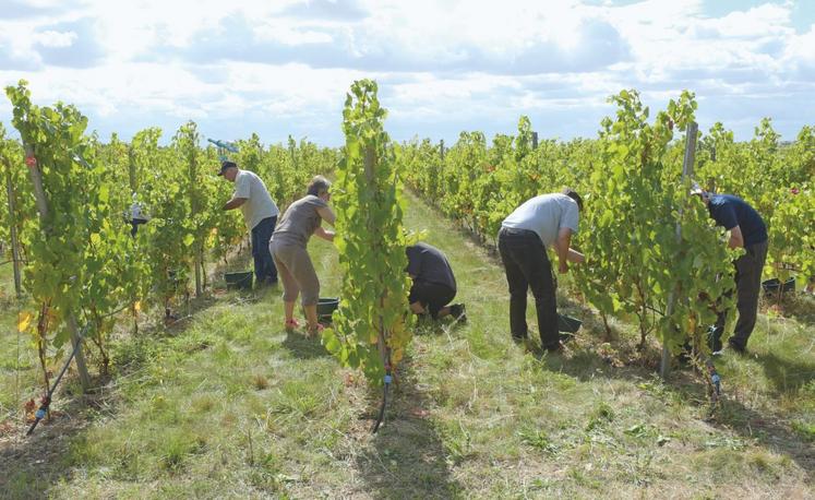 Le 6 septembre, à Mérouville. Une quarantaine de personnes a participé à la première vendange de la vigne de Rodolphe Couturier.