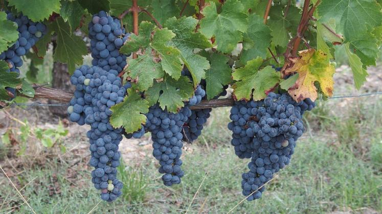 Afin d’associer viticulture et patrimoine, les randonneurs ont traversé le domaine des Douves.
