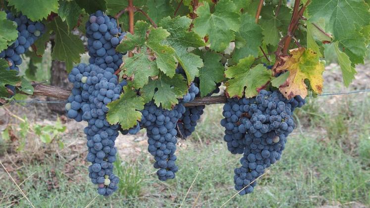 Afin d’associer viticulture et patrimoine, les randonneurs ont traversé le domaine des Douves.