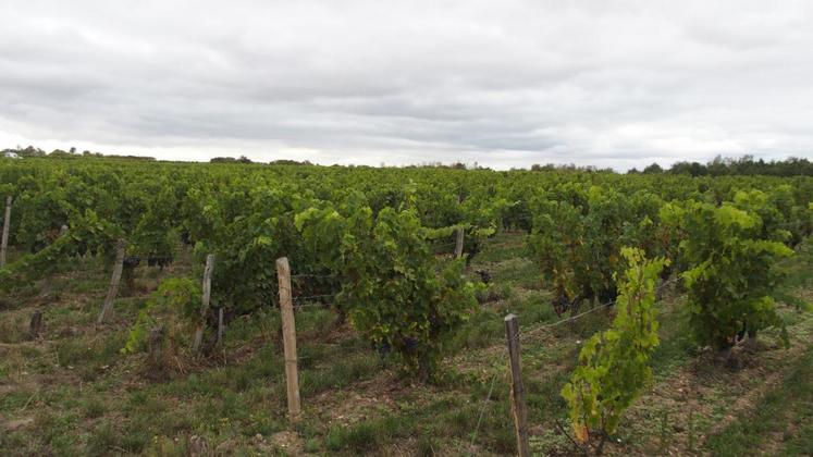 Les randonneurs provenaient de différentes régions : Loir-et-Cher, Indre-et-Loire, Île-de-France, Seine-Maritime, etc. 
