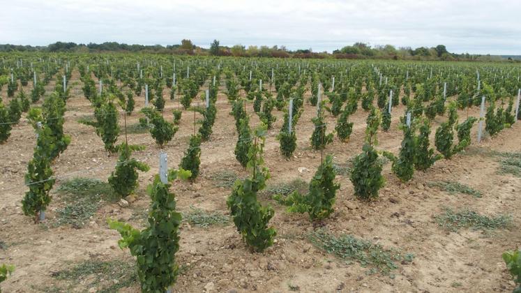 L\'expert Dominique Boutin a évoqué le rapport entre viticulture et changement climatique.