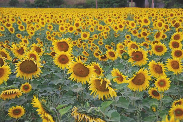 Lorsque les tournesols sont en fin de floraison et en début de maturation, l’agriculteur peut observer sa parcelle, enregistrer facilement des données utiles et décrire les symptômes qu’il observe.
