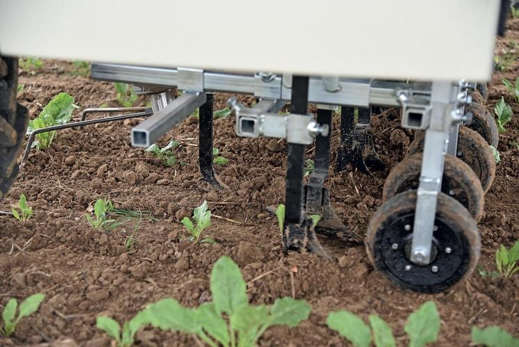 Des socs pattes d\'oie assurent quant à eux le désherbage mécanique entre les rangs de betteraves sucrières.