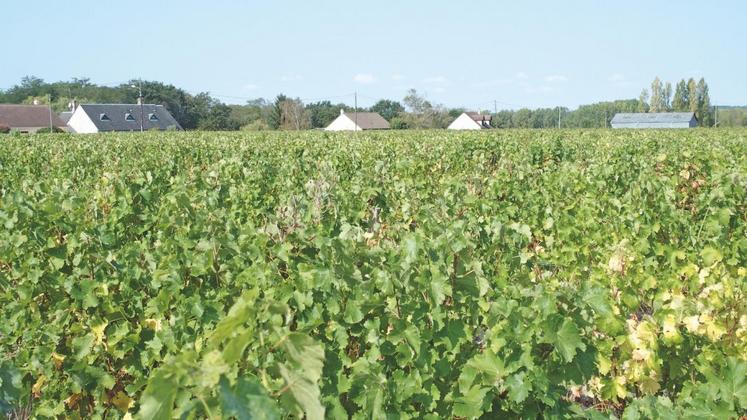 Le domaine Tévenot s’étend sur 23 hectares : AOC Cheverny, AOC Crémant-de-Loire et IGP Val-de-Loire.

