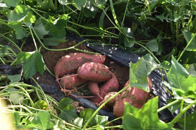 La couleur des patates douces varie du rose à l\'orangé en fonction des variétés. 