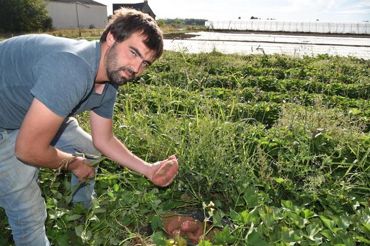 Périgny-sur-Yerres (Val-de-Marne), vendredi 4 septembre. Guillaume Lenoble dans sa parcelle de patates douces au feuillage vert foncé.