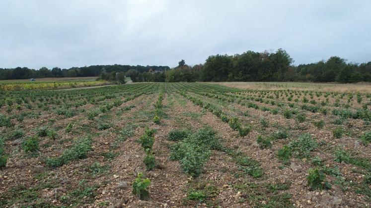 Cette parcelle de chenin a été plantée le 25 mai dernier. 

