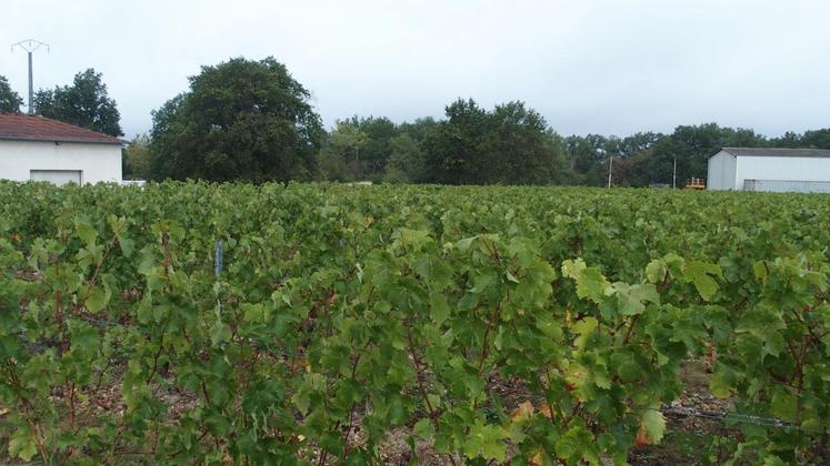 Une parcelle de cabernet.