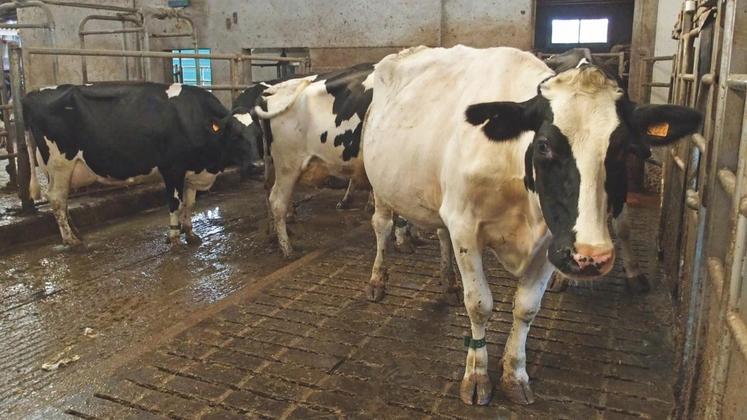 110 vaches laitières composent le cheptel du Gaec Perron. 