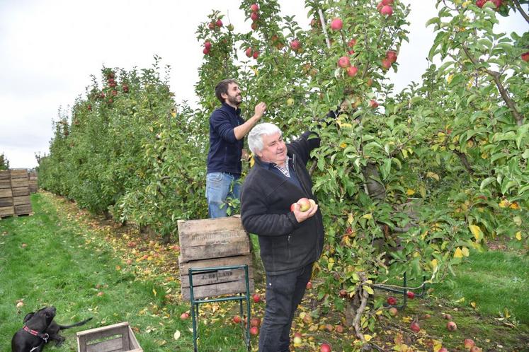 Philippe Plaideau et son fils Loïc récoltant des Cripps Pink (la Pink Lady®) à maturité.