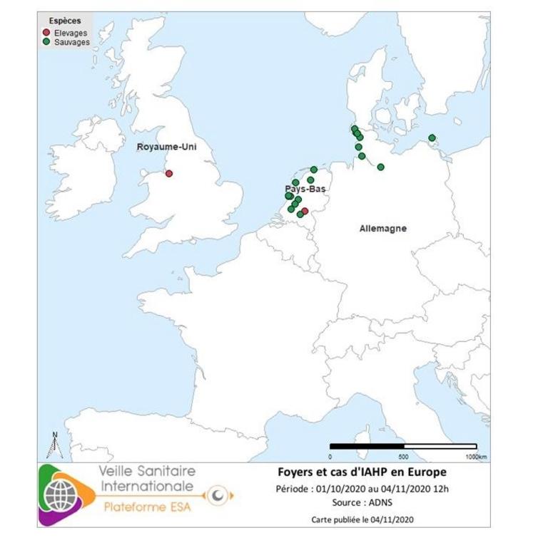 Foyers et cas d’influenza aviaire hautement pathogène (IAHP) en Europe à la date du 4 novembre 2020.