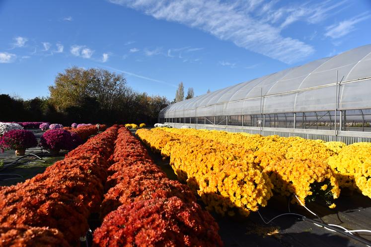 Chrysanthèmes, horticulture, filière horticole