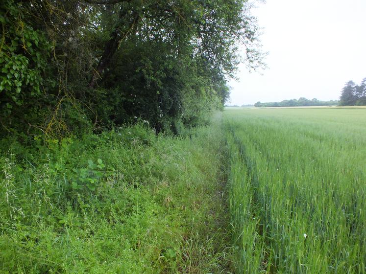 Ecobordure permet de diagnostiquer les bordures de champs et de proposer des conseils de gestion adaptés à leur état.