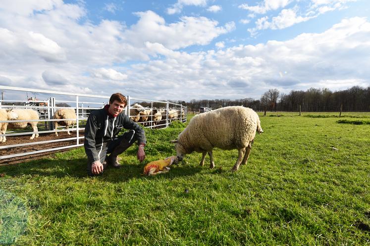  Louis-Xavier de Laage, une brebis et son agneau tout juste né.