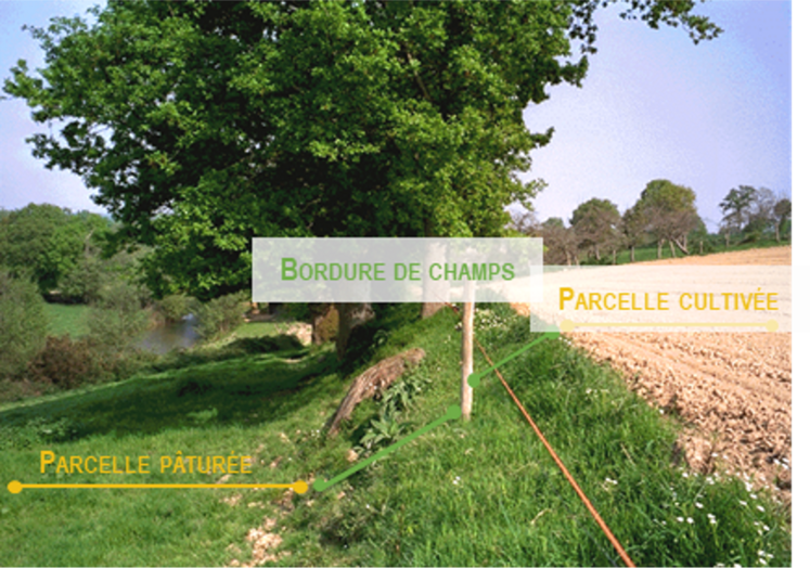 Ecobordure permet de diagnostiquer les bordures de champs et propose des conseils de gestion adaptés à leur état.