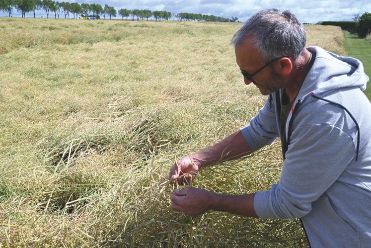 À Courbouzon, Jérôme Genty présente son colza abîmé par la grêle du 4 juin.