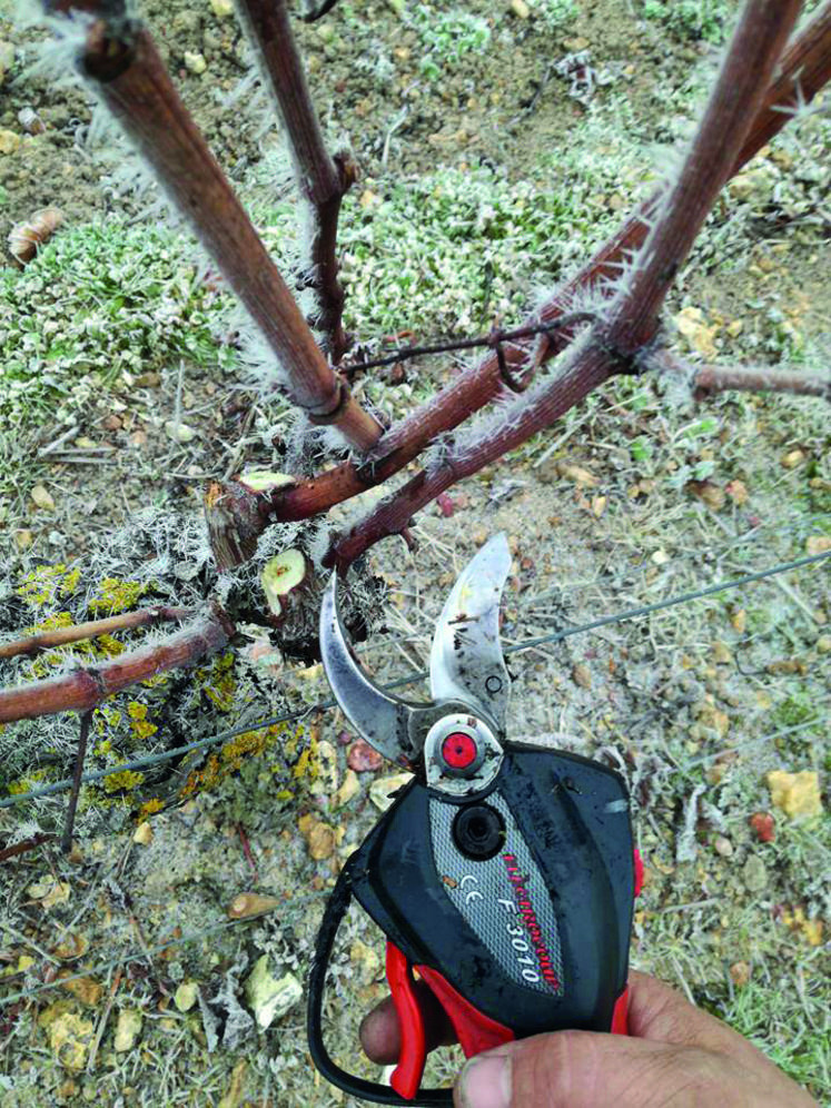 Taille manuelle de la vigne avec un sécateur électrique 