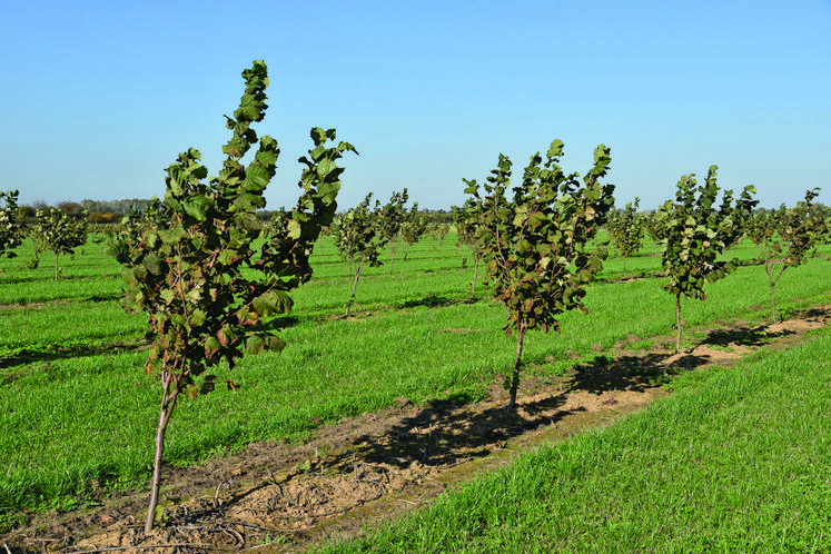 Noxi fruits recherche des producteurs qui souhaitent implanter un verger de noisetiers.