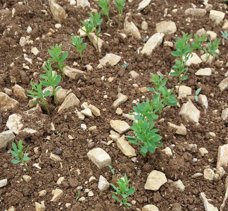 ​​​​​​Lors des premiers stades de son développement, la croissance de la lentille est lente, ce qui limite sa compétitivité avec les adventices. 