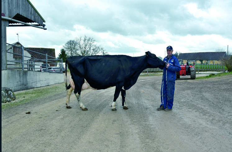 Ivoire, prim'holstein en sixième lactation élevée par Bruno Verdier, a remporté le troisième prix de sa catégorie. 