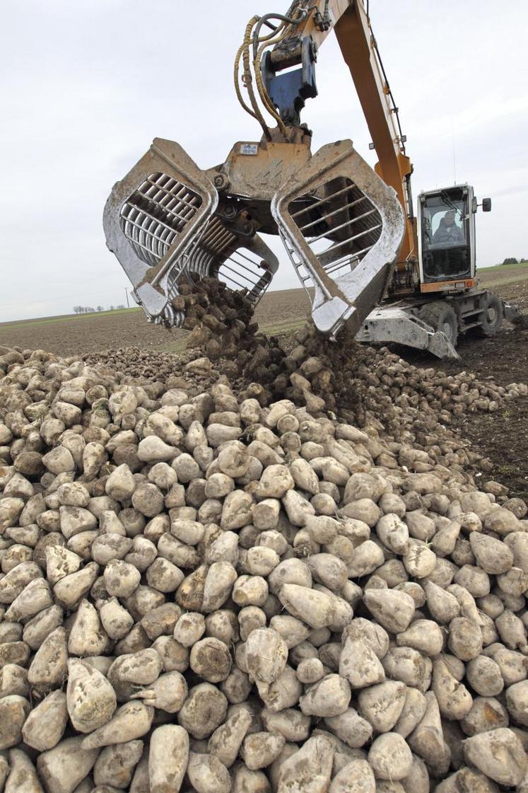 Récolte de betterave sucrière afin de la transformer en éthanol.