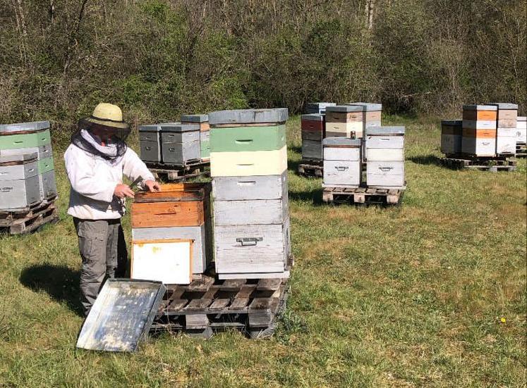 Noé Gaschaud auprès de ses ruches.