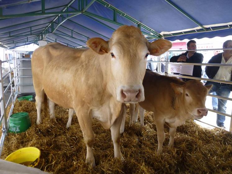 Des démonstrations de traite des vaches et de tonte de moutons ont rythmé ces deux jours de foire.