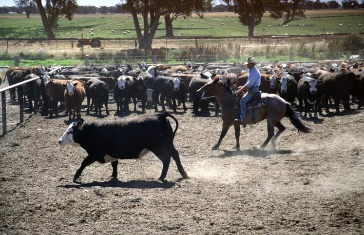 Bovins viande en parc d'engraissement