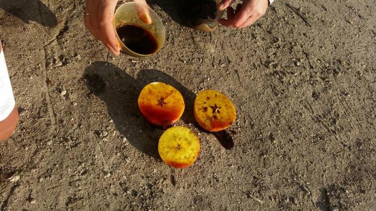 On observe la régression de l’amidon.