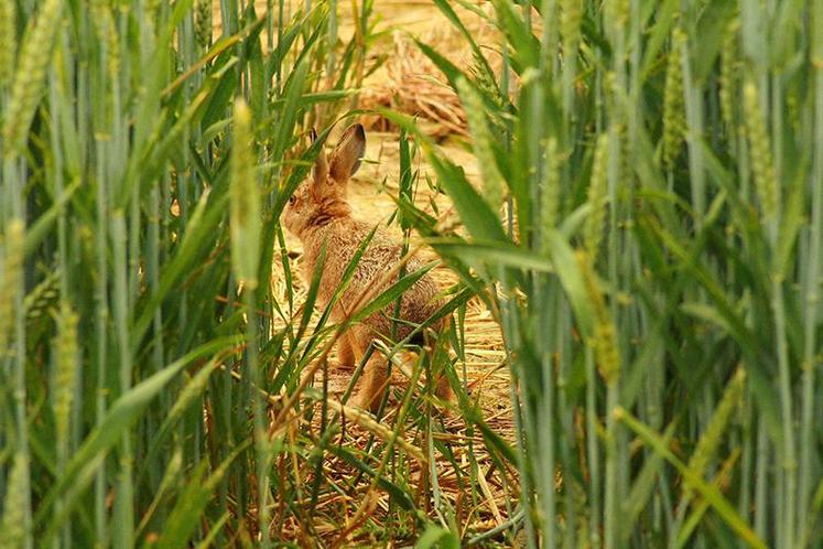 Lapin de garenne dans une culture