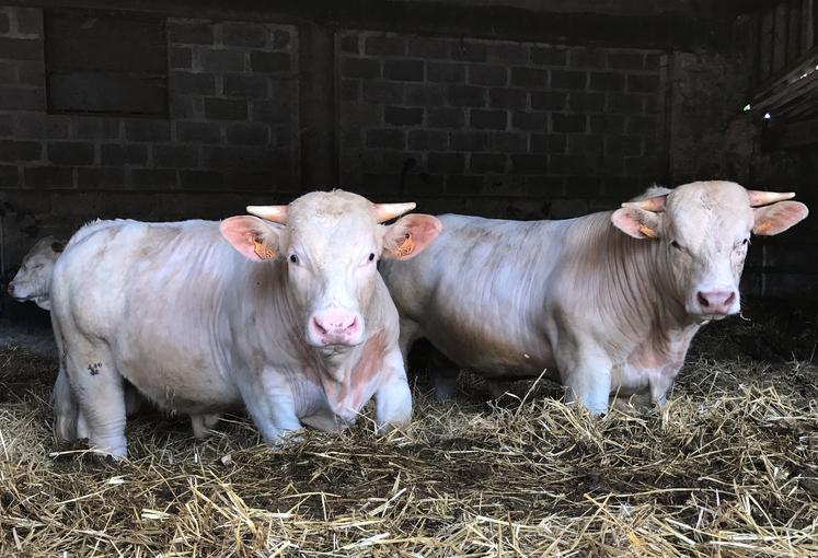 Taurillons charolais