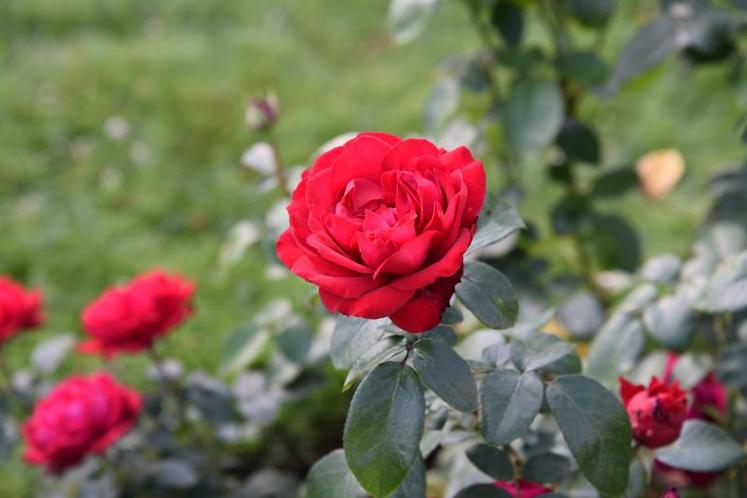 51 variétés de rosiers remontants ont été notées sur leurs qualités générales, parfum, floribondité et résistance aux maladies.