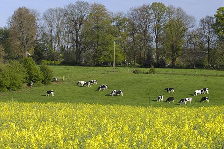 Paysage agricole, champ de colza et vaches au pâturage.