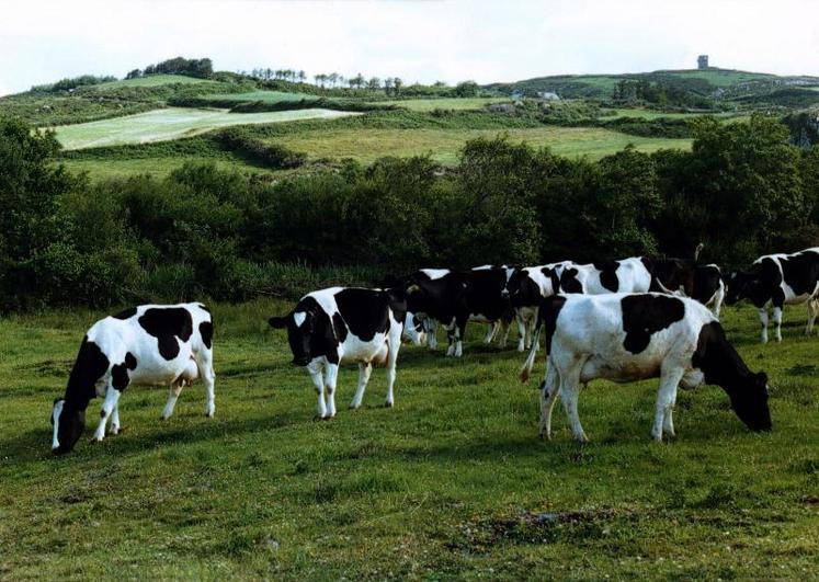Troupeau irlandais Holstein au pâturage.