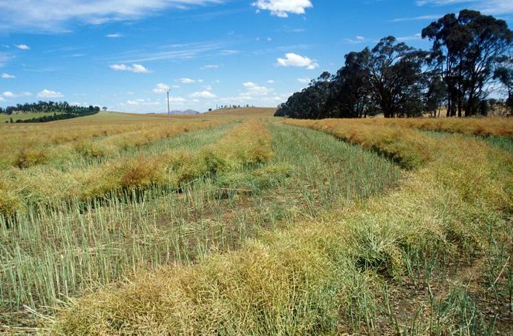 Le canola (colza local en Austalie) est fauché et laissé en andains plusieurs jours avant d'être récolté