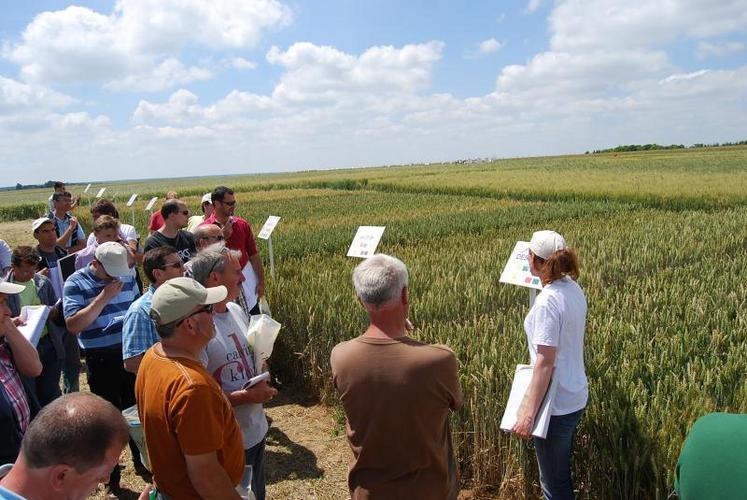 Agnès Tréguier fait le point sur les variétés de blés tendres