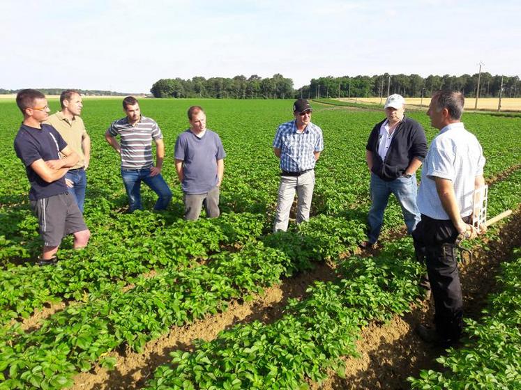 Visite d’une parcelle de plants de pomme de terre.