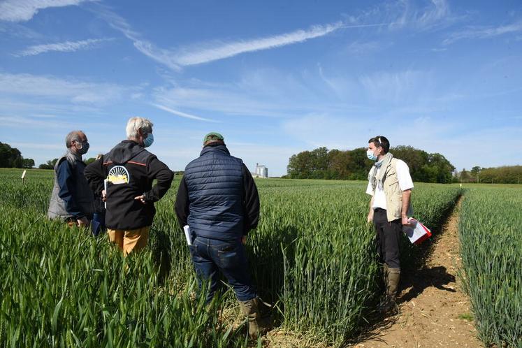 Vendredi 28 mai, à Chuelles. Les agriculteurs découvrent les résultats des essais blé.