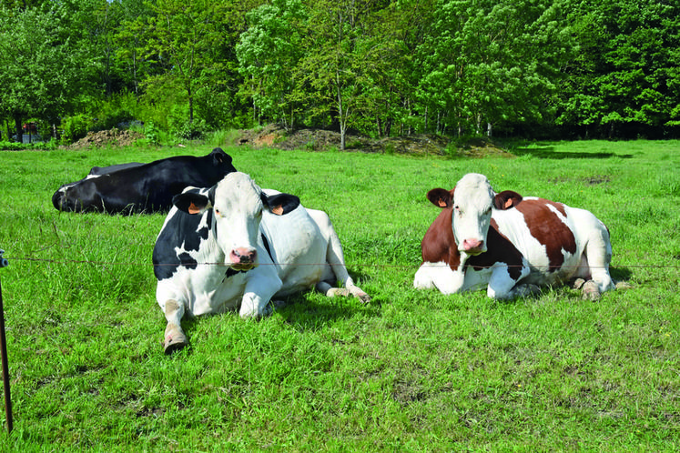 Vaches dans un pré.