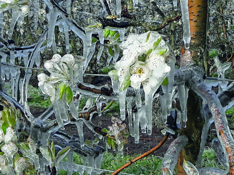 Début avril, les arboriculteurs ont tenté de sauver leurs futures récoltes en utilisant la technique de l'aspersion. L'enveloppe de gel créée protège les futures fruits du gel.