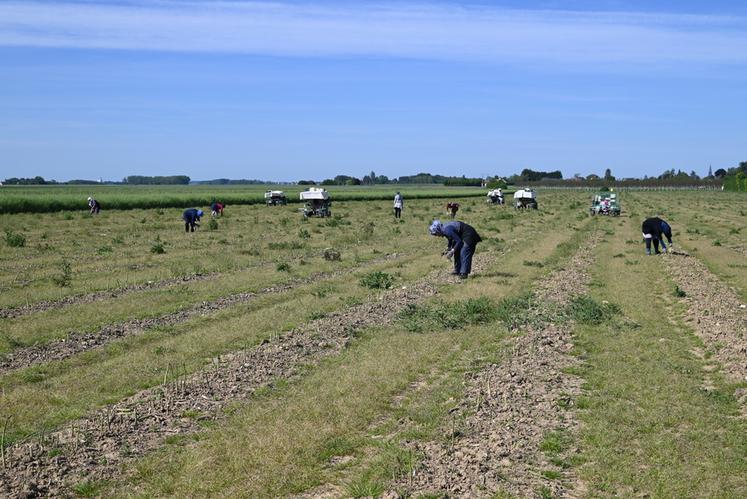 Une équipe de vingt cueilleurs travaille à la récolte des asperges vertes au sein du Gaec.