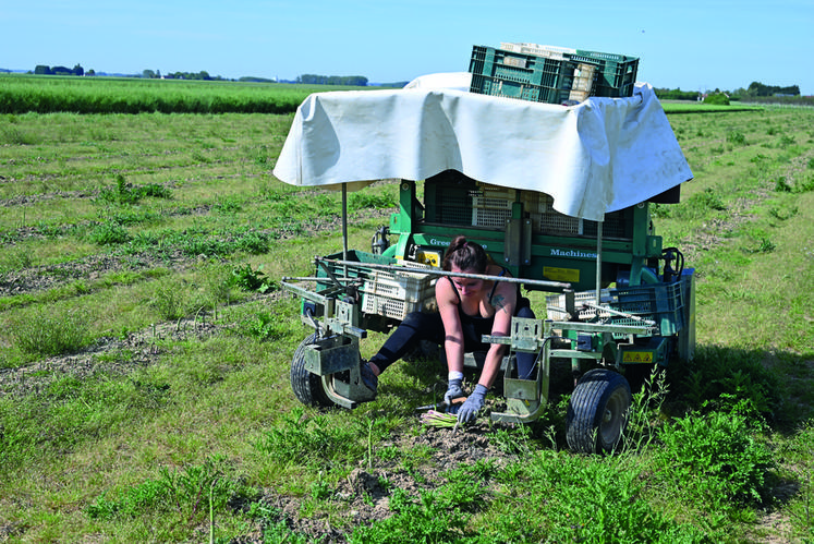 La machine agricole permet à la cueilleuse de ramasser les asperges récoltées.