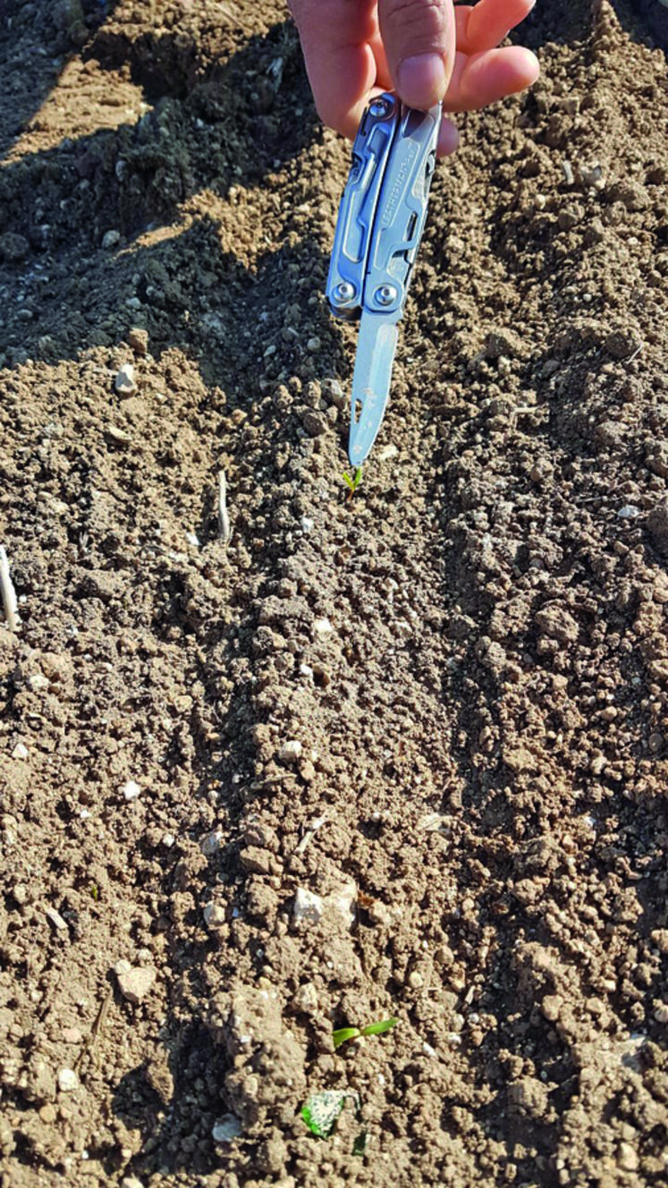 Quelques hectares de betteraves sucrières ont dû être ressemés.