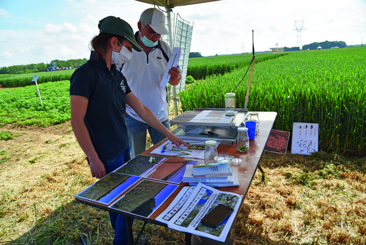 Un pôle biodiversité-apiculture a permis aux agriculteurs de s’informer sur les caractéristiques des couverts fleuris et leurs intérêts pour les ­pollinisateurs. 