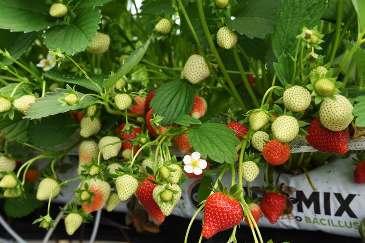 Six variétés de saison et trois remontantes offrent un panel complet de saveurs et de couleurs de fraises.
