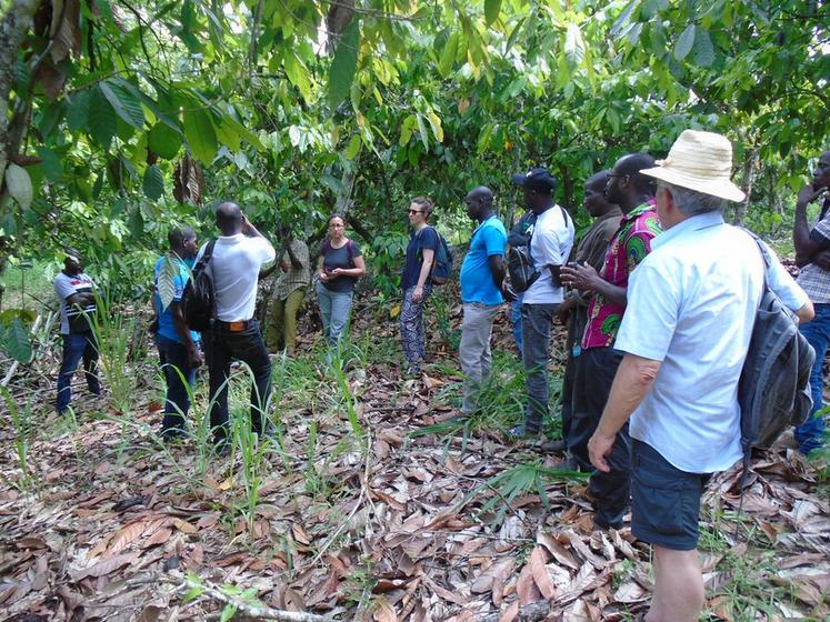 Afdi CVL visite des parcelles d’expérimentation sur le cacao.