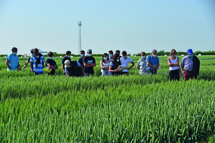Iverny (Seine-et-Marne), mardi 8 juin. Visite des essais par petits groupes. Un groupe de clients des Grands meuniers de Paris était également présent.