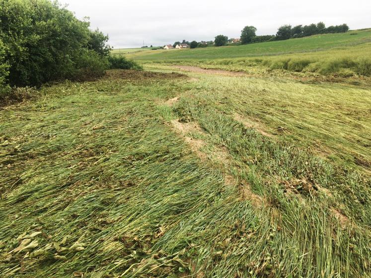 Dégâts dans une parcelle de Seine-et-Marne après les intempéries du 19 juin 2021.